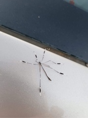 Bittacomorpha clavipes