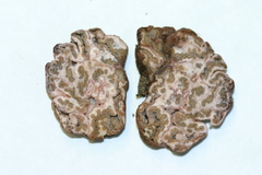 Peziza ellipsospora