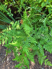 Osmunda regalis