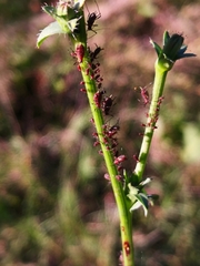 Uroleucon nigrotuberculatum