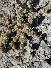 Halogeton