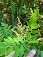 Osmunda regalis