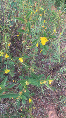 Chamaecrista fasciculata