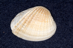 Veneridae