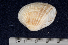 Veneridae