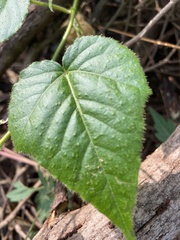 Passiflora vesicaria