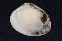 Veneridae