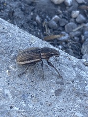 Naupactus