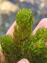 Ceratophyllum