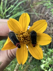 Acmaeodera flavomarginata
