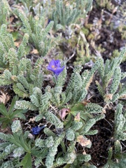 Polemonium viscosum