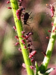 Uroleucon nigrotuberculatum