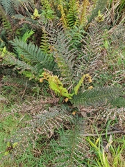 Polystichum proliferum