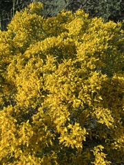 Gutierrezia microcephala