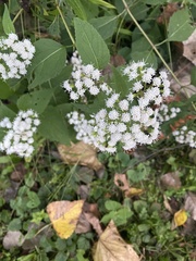Ageratina