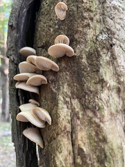 Crepidotus