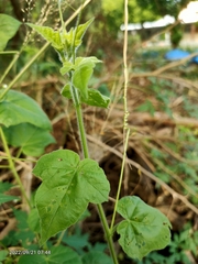 Passiflora vesicaria