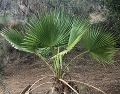 Washingtonia robusta