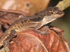 Anolis ocelloscapularis
