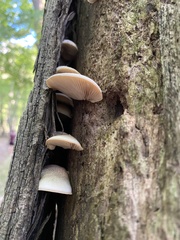 Crepidotus