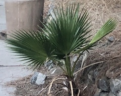 Washingtonia robusta