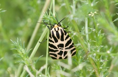 Apantesis incorrupta