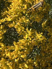 Gutierrezia microcephala