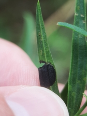 Asteromyia euthamiae