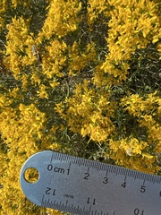 Gutierrezia microcephala