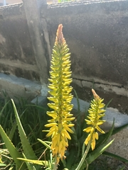 Aloe vera