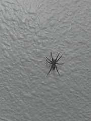 Herpyllus propinquus