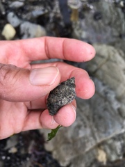 Acanthinucella punctulata