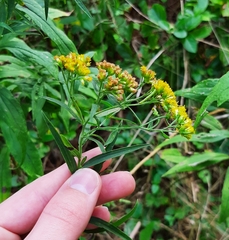 Asteromyia euthamiae