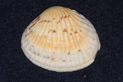 Gafrarium pectinatum
