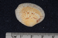 Gafrarium pectinatum