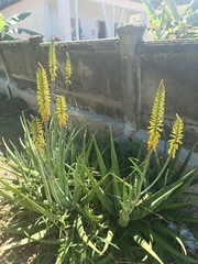 Aloe vera