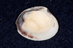 Gafrarium pectinatum