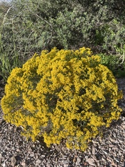 Gutierrezia microcephala