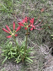 Lycoris