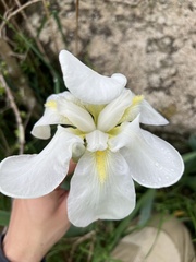 Iris albicans