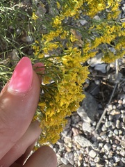 Gutierrezia microcephala