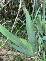 Iris albicans