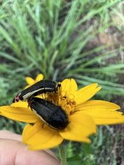 Acmaeodera flavomarginata