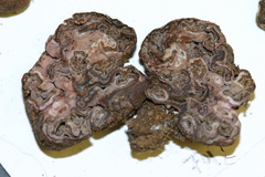 Peziza ellipsospora