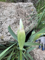 Iris albicans