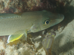Sillago ciliata