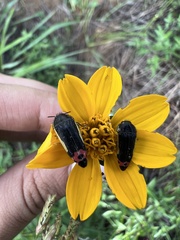 Acmaeodera flavomarginata
