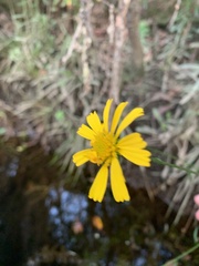 Balduina uniflora