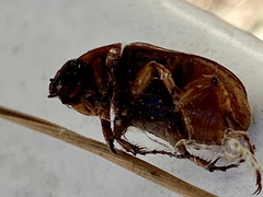 Scarabaeidae