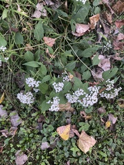Ageratina
